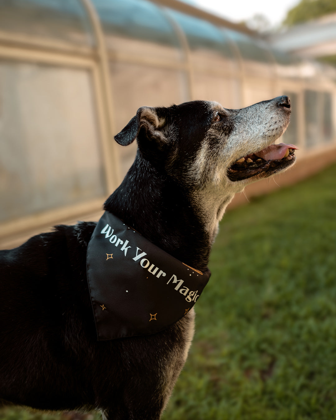 "Work Your Magic" Bandana (Made to Order)